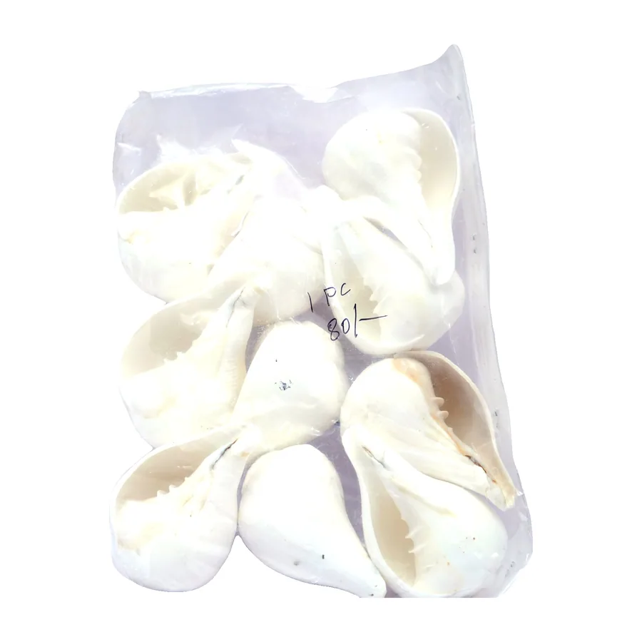 Conch Shells (Bag)