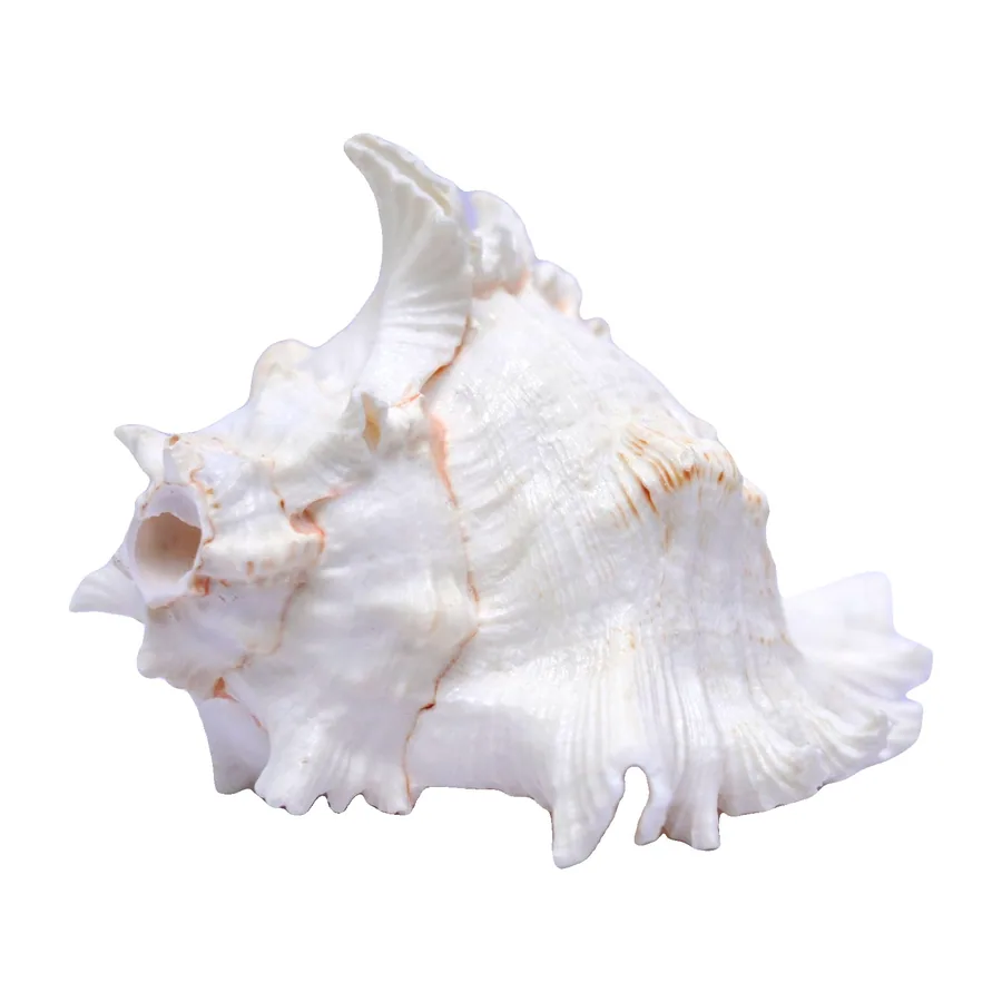 Murex Shell, White Spiny