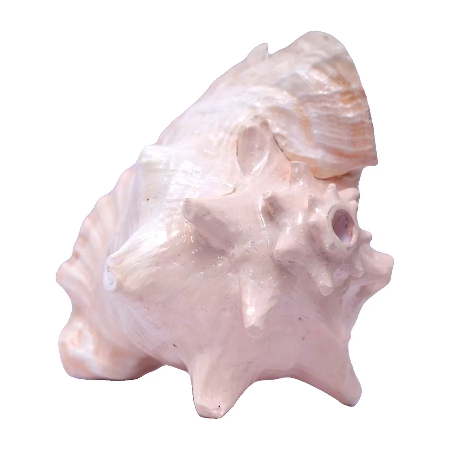 Pink Conch Shell, Large