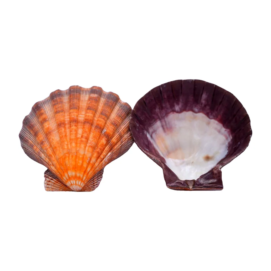 Scallop Shells