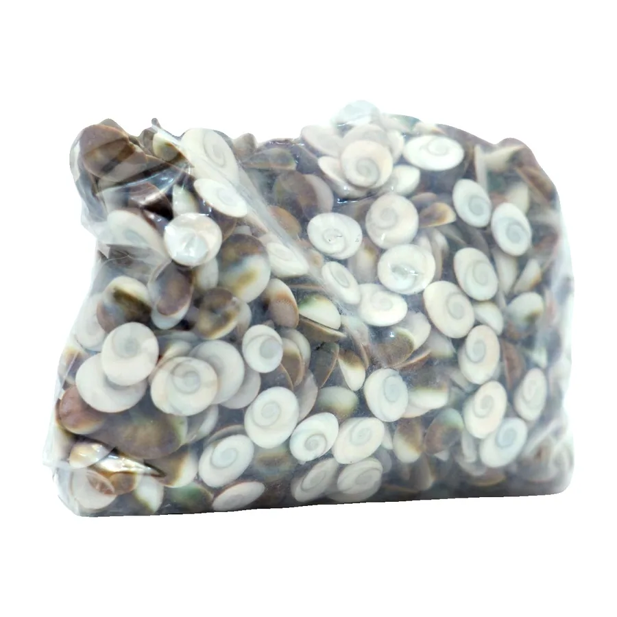 Shiva Eye Shells