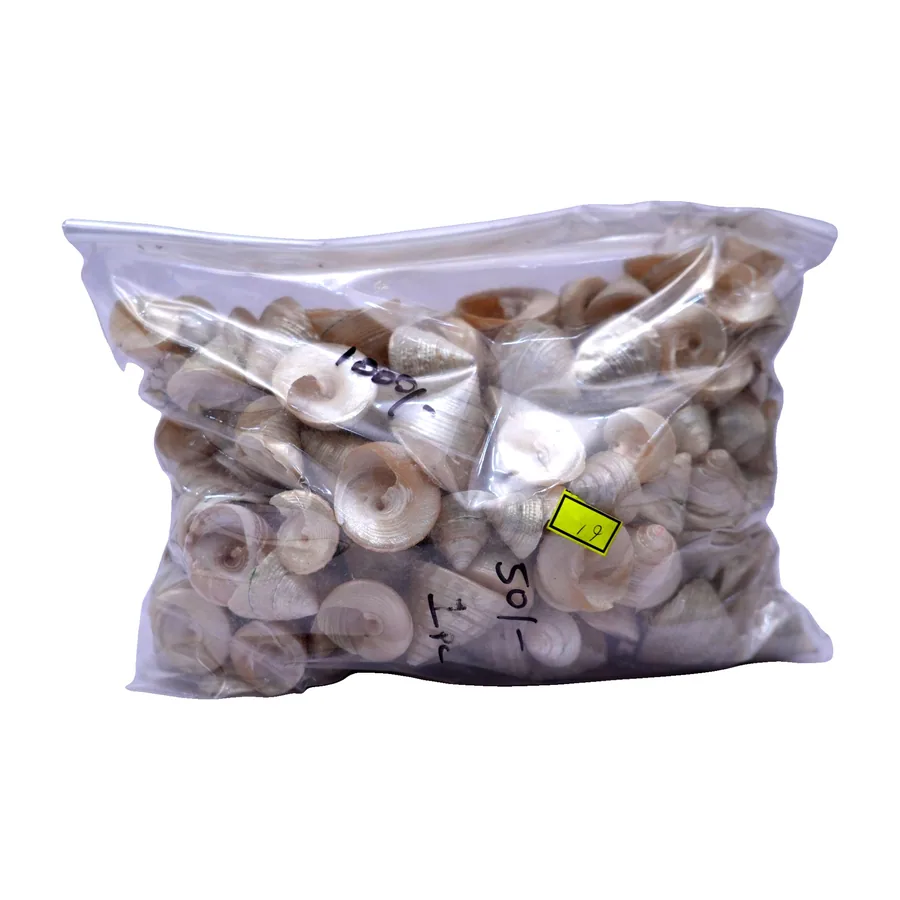 Trochus (Top) Shells (Bag)