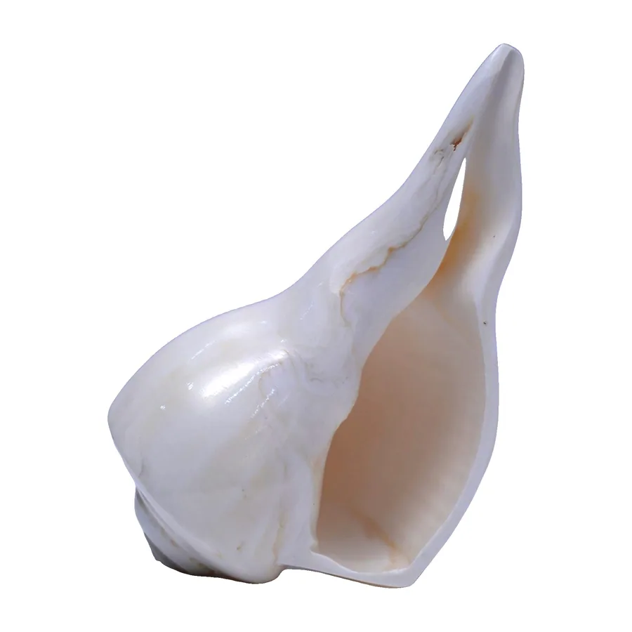 White Conch Shells